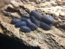 20 Little Sea Isopods Cubaris murina  Optional Springtails FREE SHIPPING 