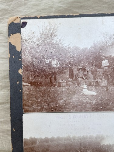 Antique Cabinet Card Photo Photograph WJ Brown Fruit Poultry Farm Tecumseh OK - Picture 3 of 13