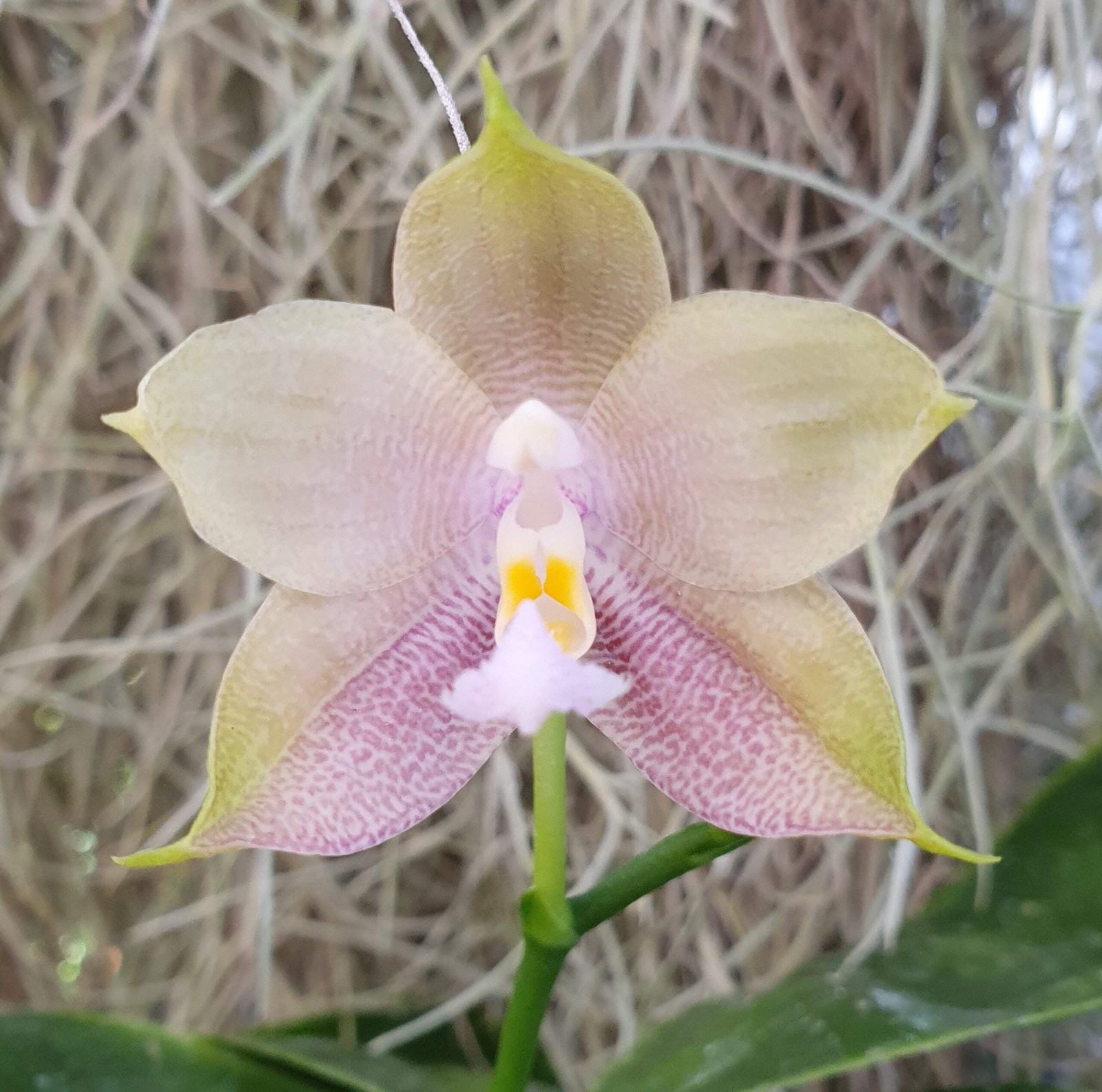 Phalaenopsis Mituo Reflex Blue Bird x Mituo Blue Smurfs, orchidée robuste facile à faire fleurir