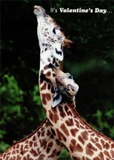 Giraffes Necking Funny Valentines Day Card - Greeting Card by Designer Greetings