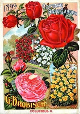 Drobisch 2 Roses 1899 Cover  Reproduction Giclee Matte Print 11x17