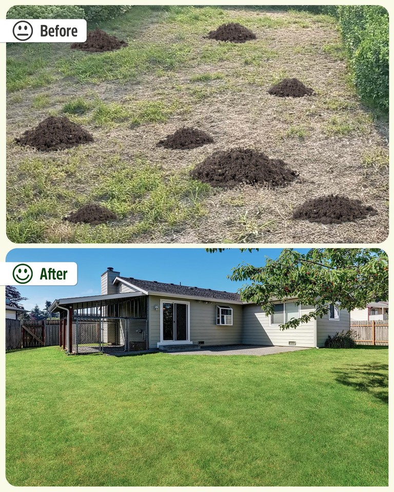 Lawn Leveling Rake,Stainless Steel Lawn Leveler with 45”x10” Ground ...