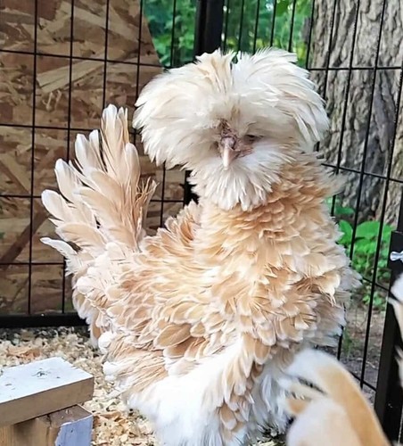 6 + Bearded Buff Laced Polish (FRIZZLE) Fertile Hatching Eggs