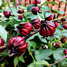 Asian Sour Leaf Roselle Hibiscus 20 Seeds Heat-Tolerant Edible Hibiscus
