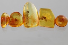 LOT of 5 Nice DIFFERENT Fossil Inclusion Genuine BALTIC AMBER 2.4g 260513-6
