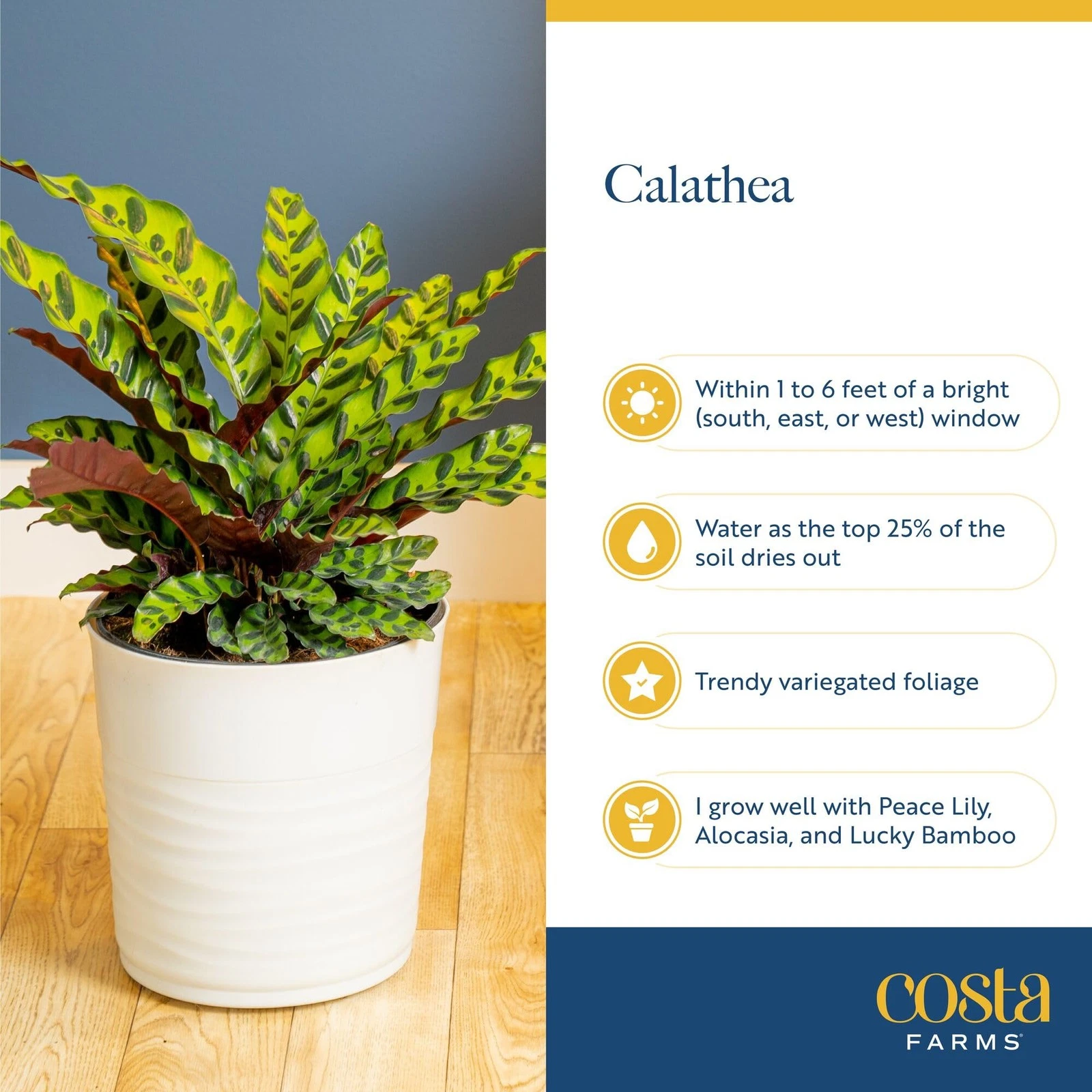 Costa Farms Calathea Plant - Thumbnail 5