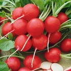 1/4 Lb Cherry Belle Radish Seeds - Everwilde Farms Mylar Seed Packet