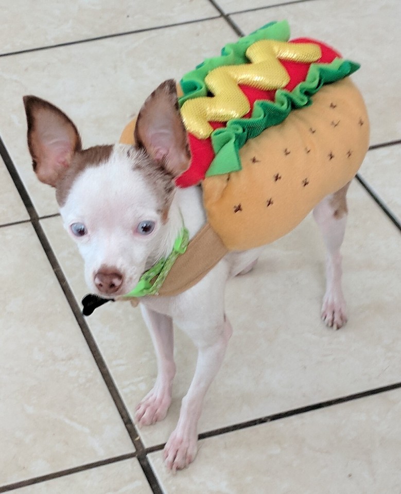 Lot of 6 Dog Halloween Costumes XS & S Bee Hotdog Ladybug Pumpkin