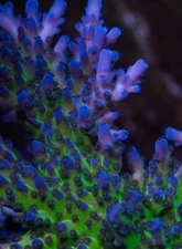 Live coral Purple Planet Acropora SPS Coral 2” Frag Reef Tank