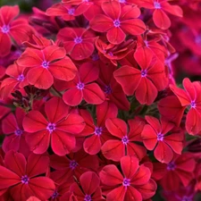 50 Red Hot Phlox Seeds Flower Perennial Seed Flowers Bee Butterfly US SELLER