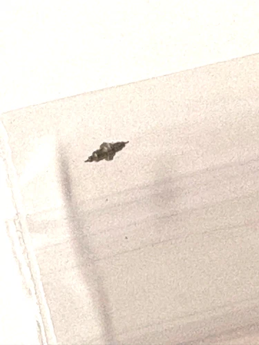 1 ILLINOIS 12 SIZE BALANCE STAFF #47615, 1425, DR 4.37MM PIVOT:10 NOS  --BB-1801