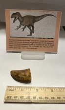 Tyrannosaurus T REX 1.75” African Carcharodontosaurus REAL FOSSIL CS 15