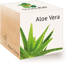 Ecocube Aloe Vera Anzuchtset Pflanze Im Holzwürfel Geschenkidee