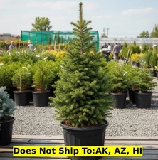 Big Berta White Spruce Tree in 6Gal Pot Outdoor Evergreen Tree Deer Resistant