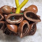 African Shell Shaker Nutshell Seed, Rattle, Hand, Percussion Instrument Ekpiri — photo 3