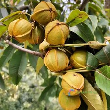 10 Seeds Carya Cathayensis Chinese Hickory Shanhetao Mountain Walnut Edible