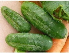 Fin De Meaux Cucumber Seeds (25 Seed Package)