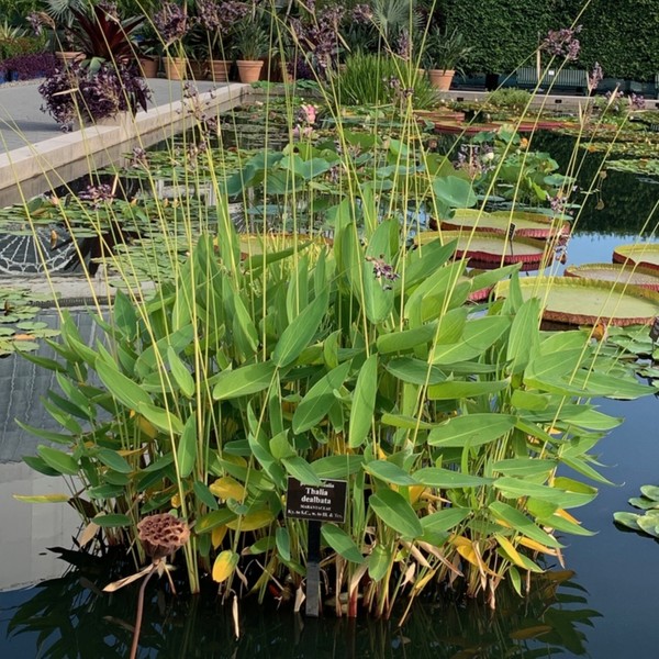 Thalia Dealbata - Planta Acuatica - Rizoma activo