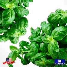 1000 Basil Seeds Italian Large Leaf Open Pollinated Non-GMO Heirloom