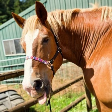 Biothane Draft Horse Halter With Rainbow Roses Noseband