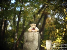 Carl Zeiss TEVIDON 25/1.4 converted to Micro 4/3 with infinity focus | SAMPLES