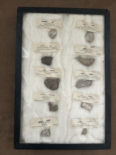 Display Case Of 10 Genuine Fossils From Texas & Utah Labeled