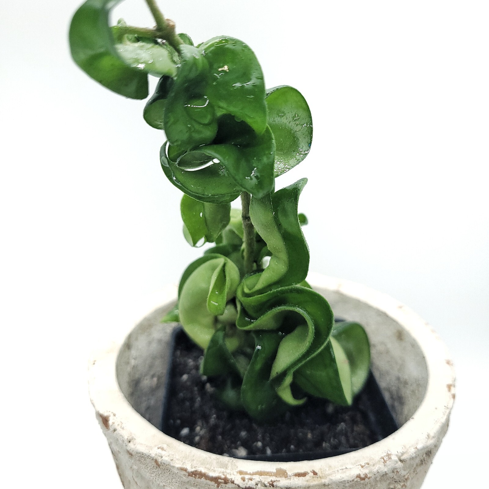 Hoya Carnosa Compacta Live Hindu Rope 2.5" Pot With Soil California