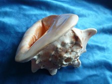 MUSCHELHORN_Cassis cornuta 880g Signalhorn perfekt und SEHR LAUT - Spende Nepal