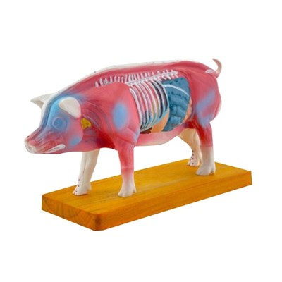 Pig Anatomy Model Animal Anatomical Model for Veterinary Learning