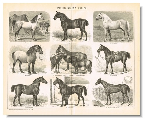PFERDERASSEN Gravur ORIGINAL ANTIKER DRUCK 1898 Pferde