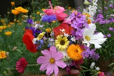 Cascade Kaleidoscope Wildflower Mix, 35 Species, Annuals & Perennials, FREE SHIP