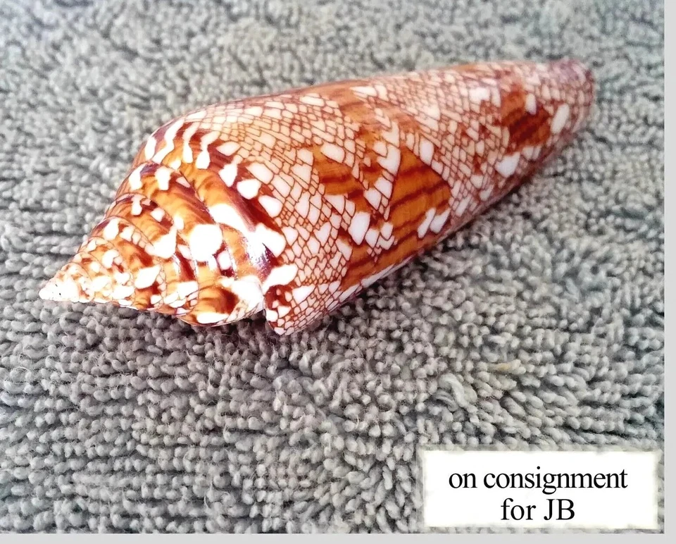 Conus bengalensis #21 93.5mm ULTRA! RARE GEM BEAUTY from Thailand - Image 2 of 4