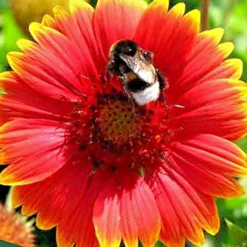 🌼 100 BLANKET FLOWERS SPRING MIX SEEDS PERENNIAL SUNFLOWER