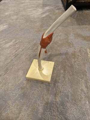 3B Scientific Functional Elbow Joint Model With Ligaments Anatomical Anatomy VTG