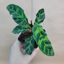 Calathea Rattlesnake Plant – 3” Pot – Live Prayer Plant – Easy Indoor Houseplant