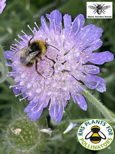 Devil's Bit Scabious Purple Lilac Wild Flower Seeds, Herbaceous Perennial