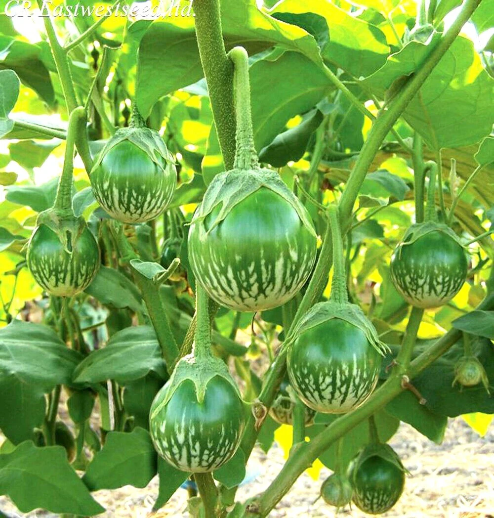 Thai Green Round Eggplant Seeds Vegetable Plant 1 g 200 Seeds | eBay