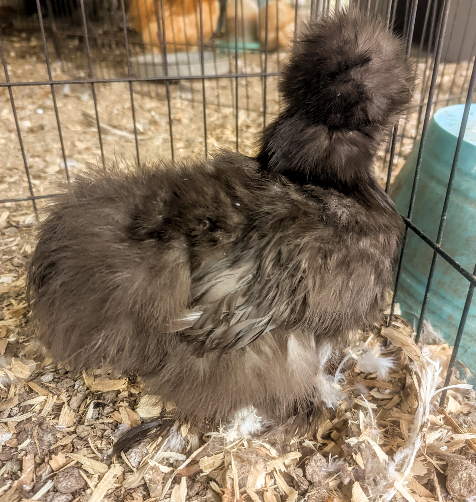 6+ Chocolate Silkie Hatching Eggs Naked Neck & All Feather Types