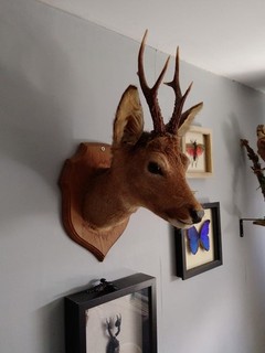 Taxidermy Deer Head
