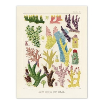 Great Barrier Reef Corals Marine Life Kent Wall Art Poster Print