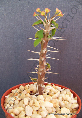 EUPHORBIA DELPHINENSIS @ exotic rare succulent cactus cacti plant seed -5  SEEDS | eBay