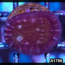 Item#A1786IN1786(S) WYSIWYG Indo Oxypora Chalice Frag