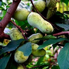 STRATIFIED PAW PAW FRUIT TREE SEEDS (Asimina Triloba) INDIAN BANANA Hardy Plant