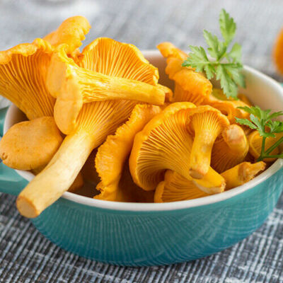 CHANTERELLE YELLOW MYCELIUM mushroom seeds spores