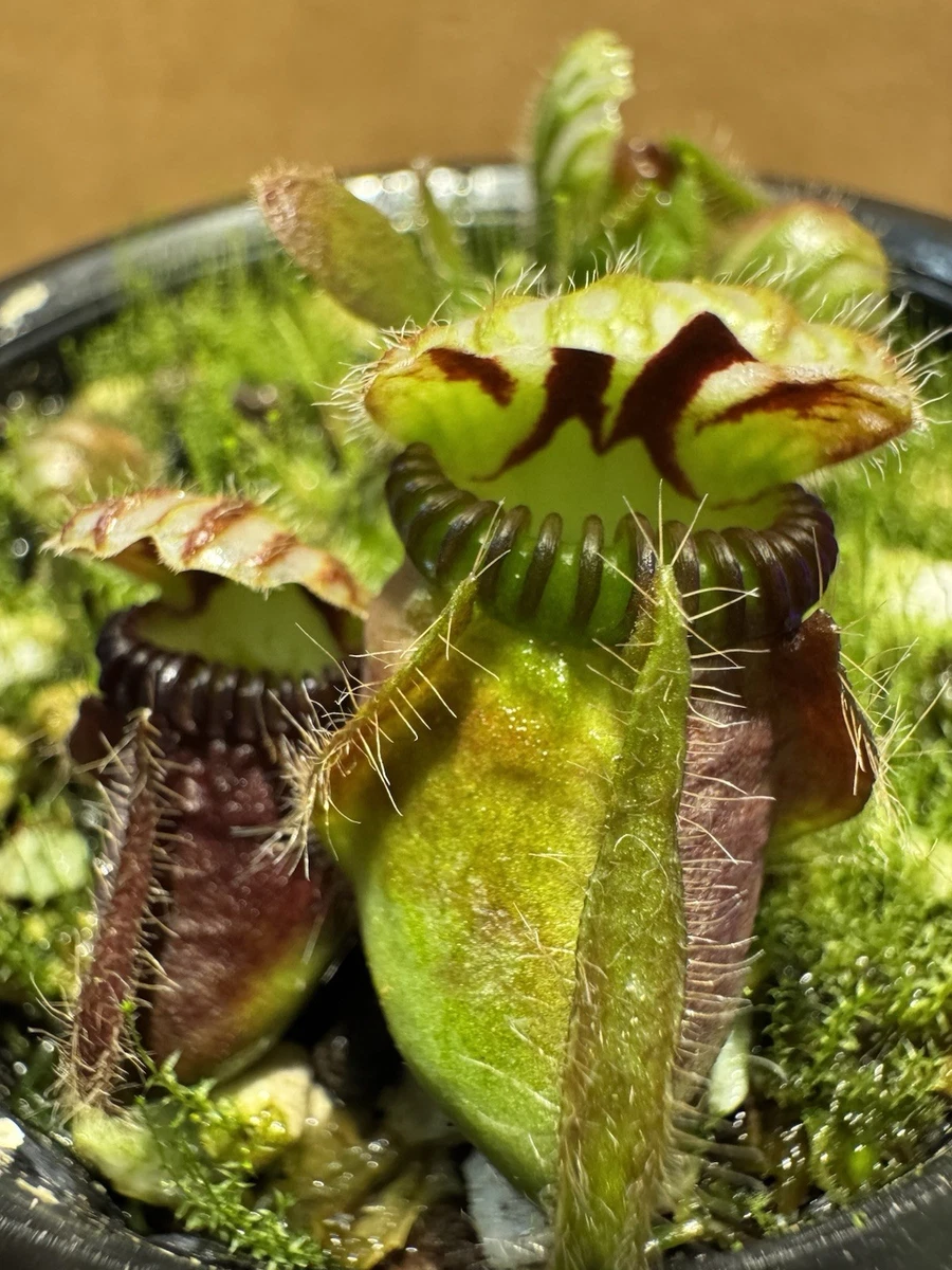 チベCephalotus ビッグマウス Cephalotus follicularis Big Mouth CZP - メルカリ その他観葉植物