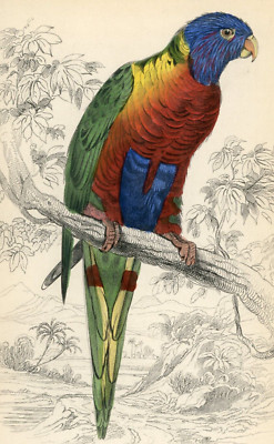 1836 Blue-Bellied Lorikeet Hand-Colored Engraving Jardine Lizars - Parrots