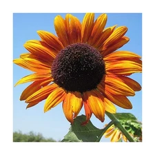 Autumn Beauty Sunflower Seeds, 25 Count COOL BEANS N SPROUTS Brand. Home Gard...