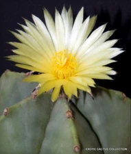 RARE ASTROPHYTUM MYRIOSTIGMA NUDUN cacti exotic flowering cactus seed 100 SEEDS