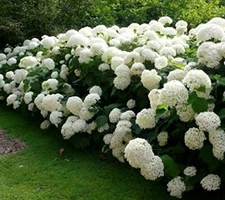Annabelle Smooth Hydrangea - Live Plant - ( 1 QT )