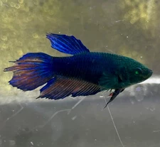 RaRe- collection Live Betta Female veiltail HULK Seller USA  (💯 X💯 Real Fish)